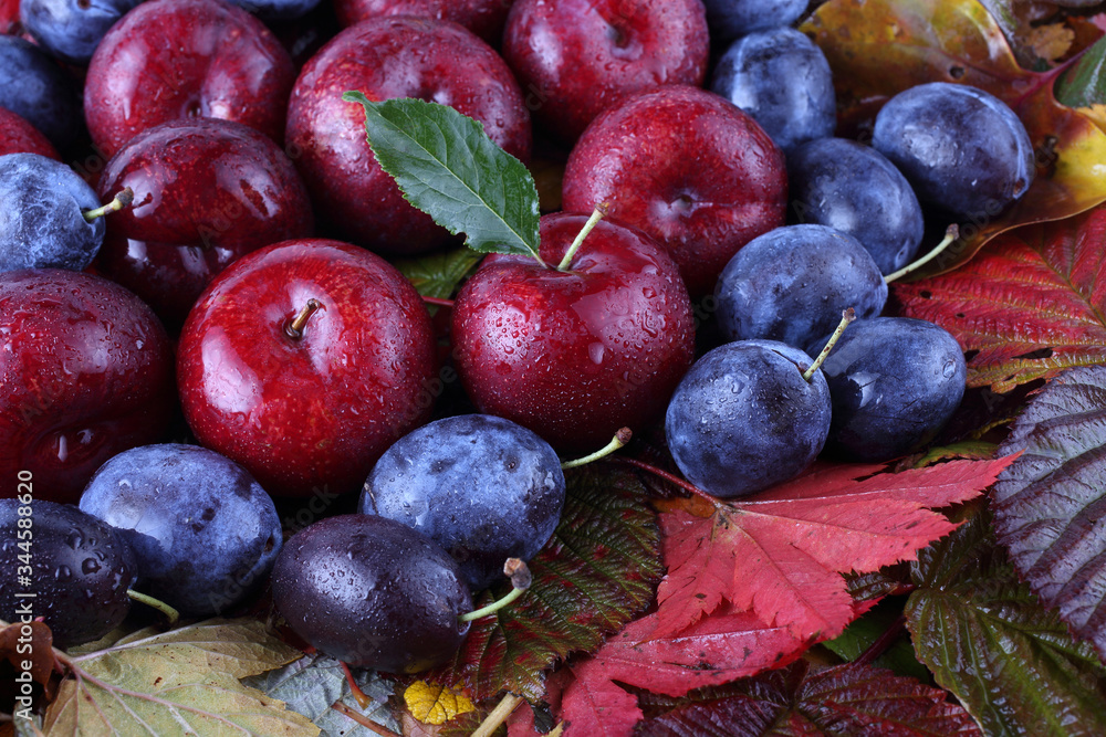 Fototapeta premium Plums on autumn leaves