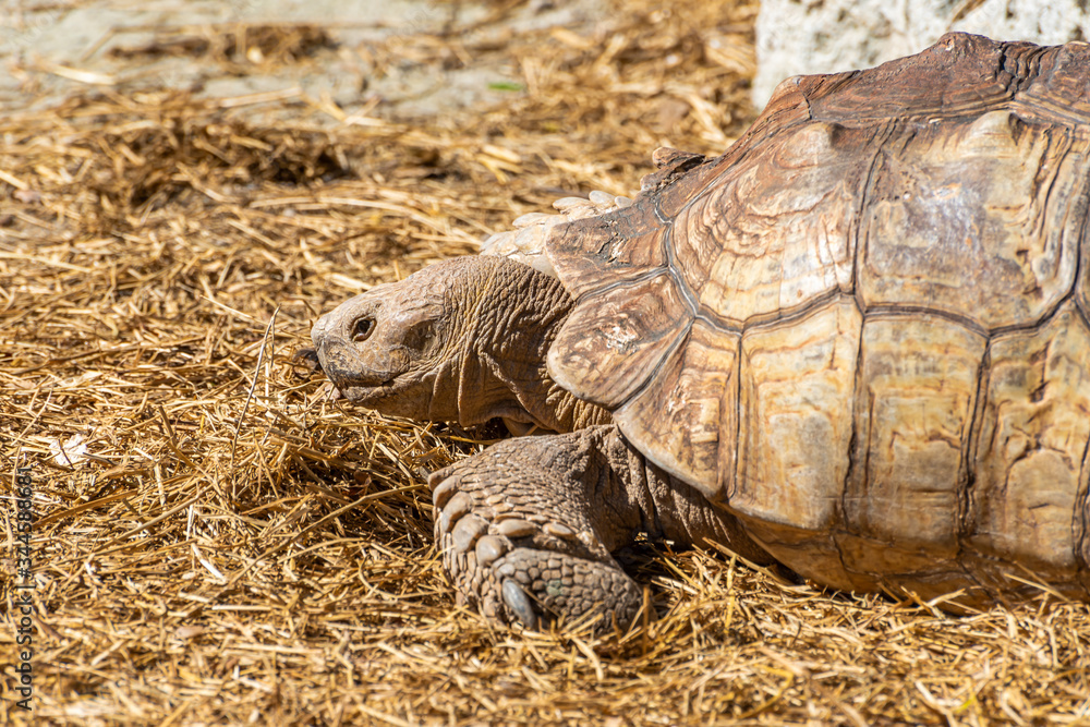 Closeup on turtle on the ground