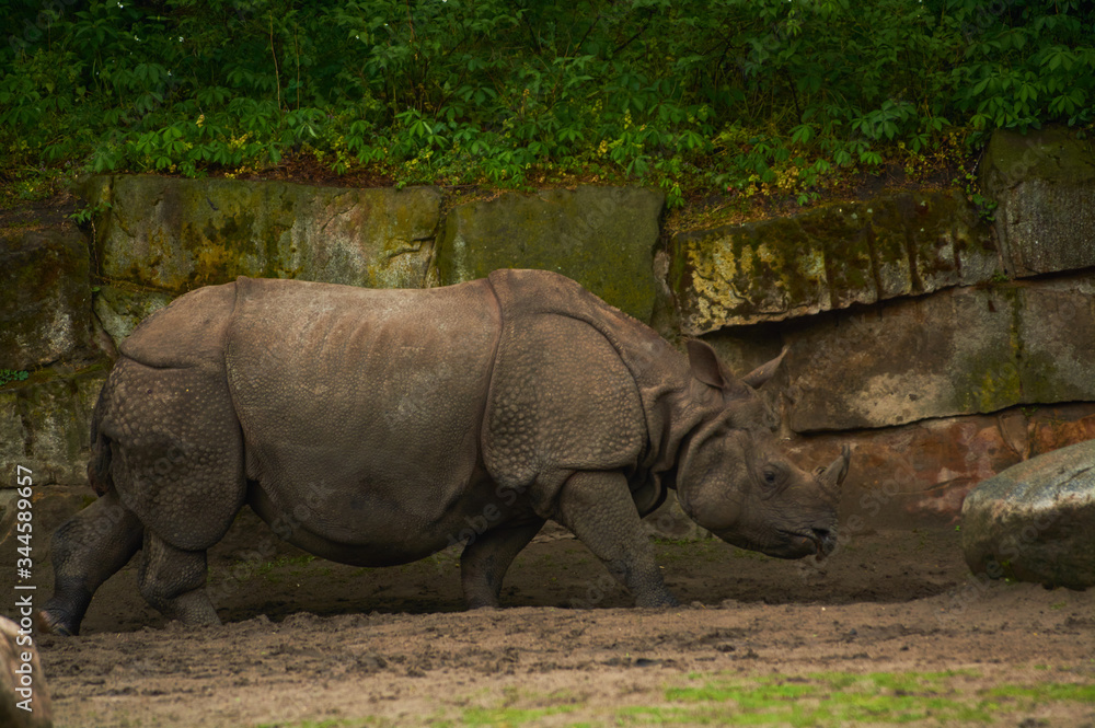 Naklejka premium 15.03.2019. Germany, Berlin. Zoologischer Garten. Adult and small hippopotamus walk through the teritorry and eat.