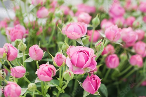 Misty roses bush background