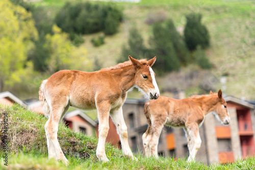 Foals on a summer pasture.