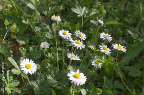 closeup, wild small daisies or Bellis Perennis in natural garden