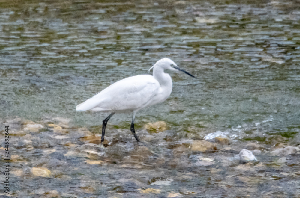 Aigrette dans la rivière Aigrette dans la rivière