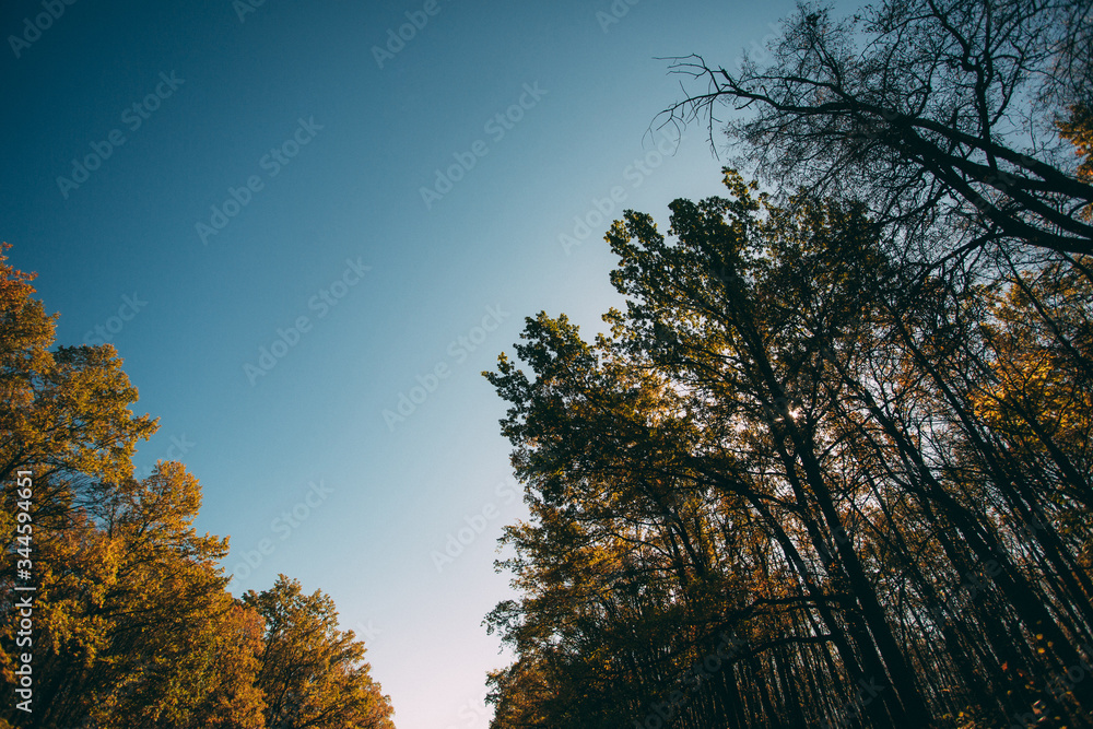 autumn yellow forest and blue sky autumn yellow forest and blue sky