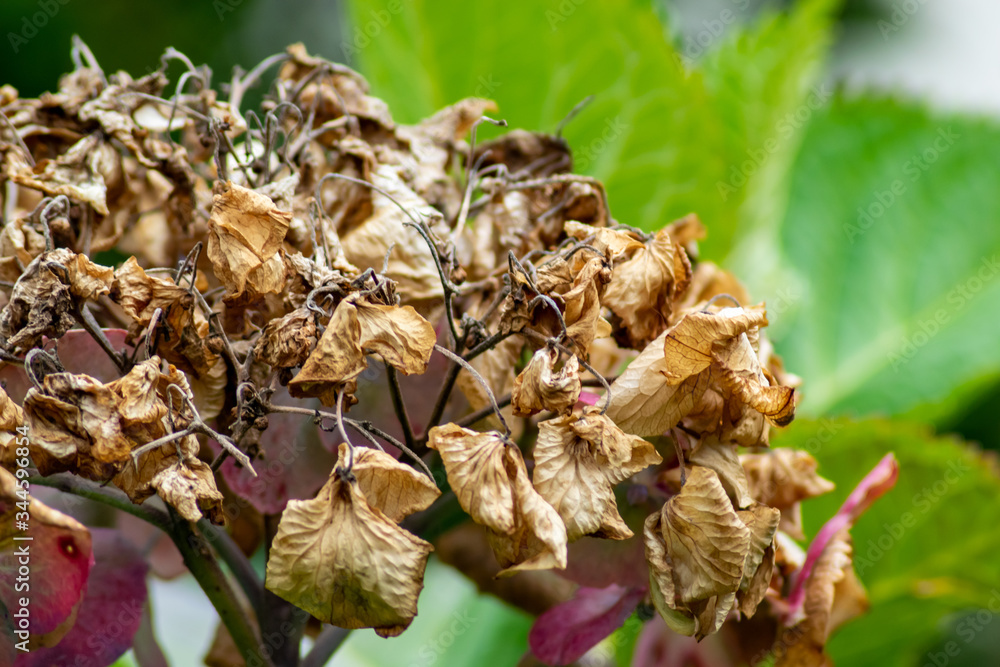 A hydrangea featuring a dead and brown dried out flower head, taken on a bright day. A hydrangea featuring a dead and brown dried out flower head, taken on a bright day.