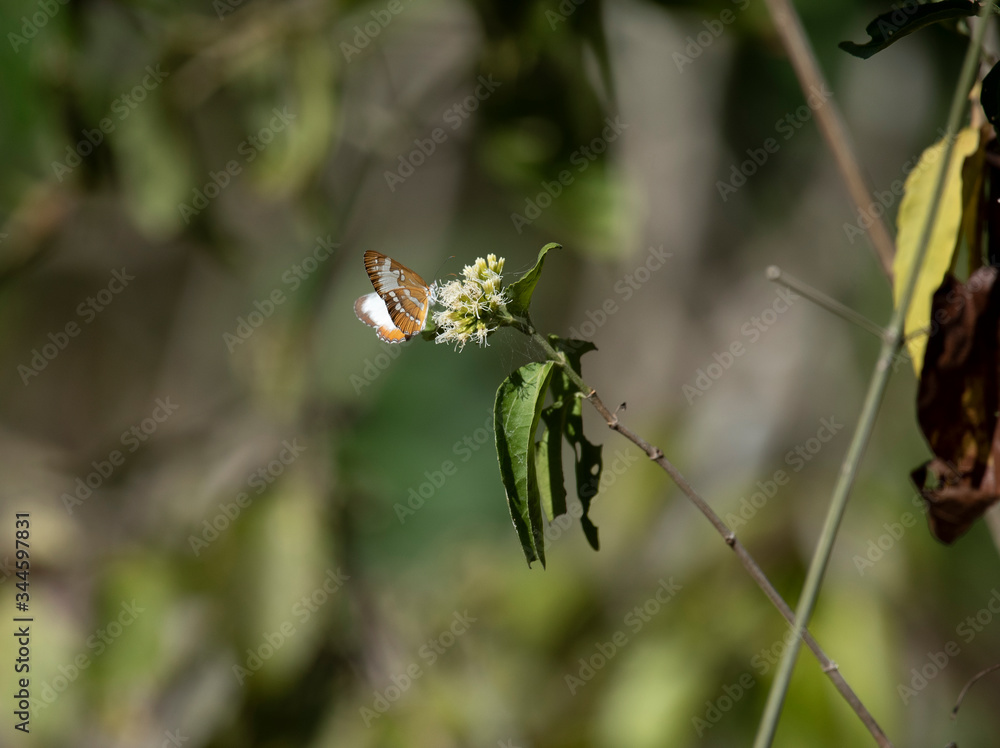 Common Mestra Common Mestra