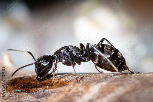 Camponotus vagus drinking