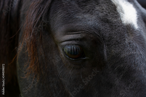 Auge des Pferdes