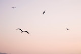 Background of birds flying at sunset on a beach in Mexico.