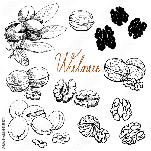 Walnut set. Hand drawn sketch. Graphic illustration. Black and white collection isolated elements