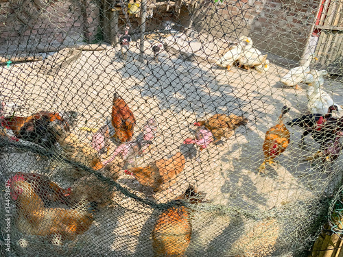 Poultry netting with chickens and ducks pecking food from homestead backyard in North Vietnam