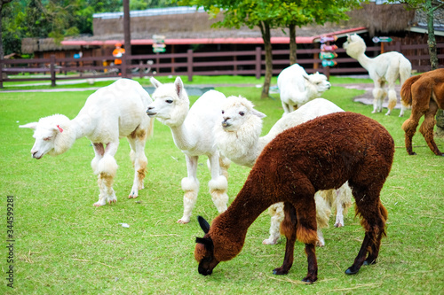 Beautiful white alpaca in the grass field for animal background or texture.