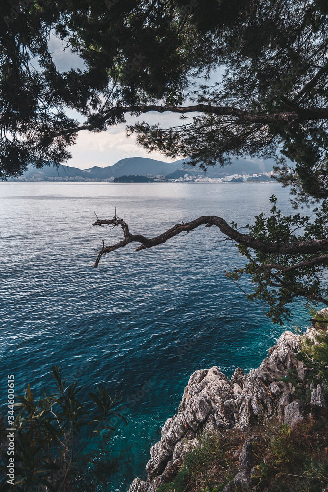 Fototapeta premium tree in the water