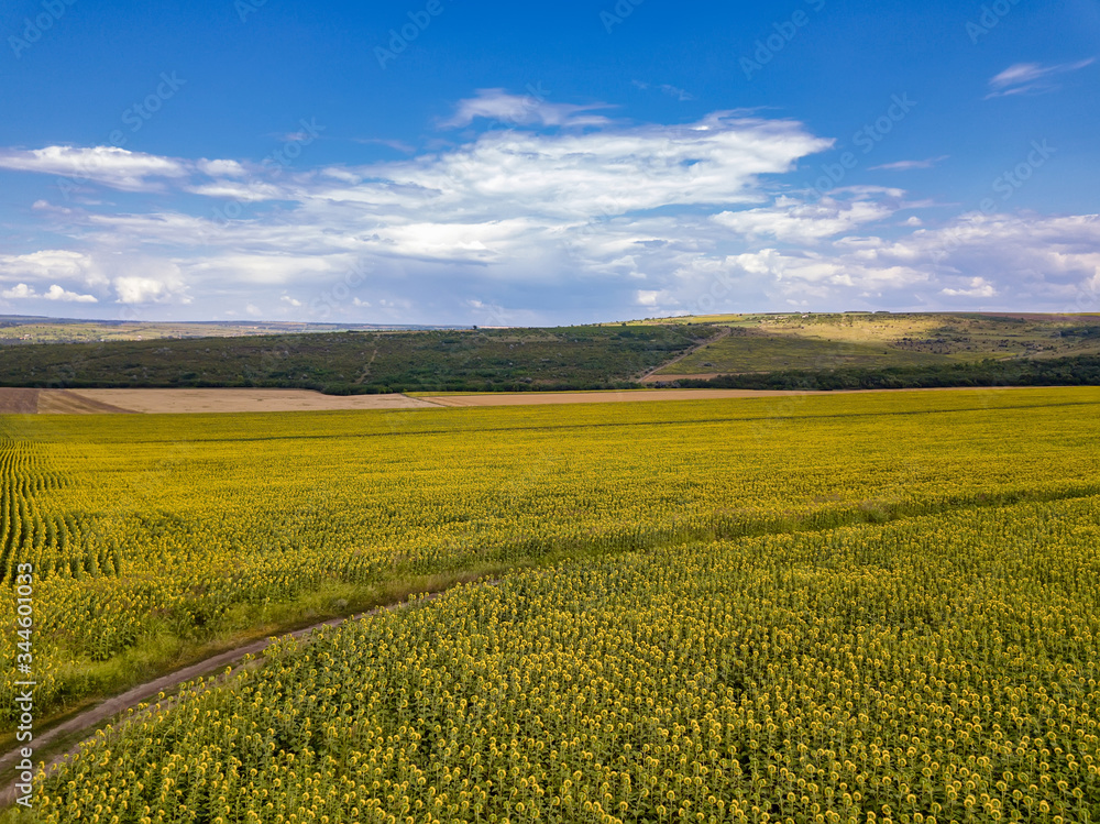 Aerial Flying over Blooming yellow sunflowers field with blue cloudless sky. Sunflowers field under blue sky with white fluffy clouds. Wonderful drone photo for ecological concept Aerial Flying over Blooming yellow sunflowers field with blue cloudless sky. Sunflowers field under blue sky with white fluffy clouds. Wonderful drone photo for ecological concept