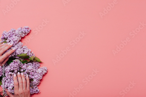 blooming lilac flowers in spring on a pink background