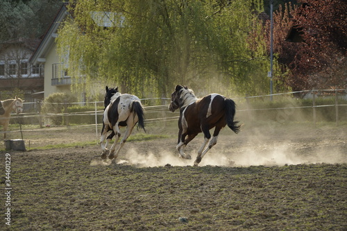 Pferder in Aktion © Tristan