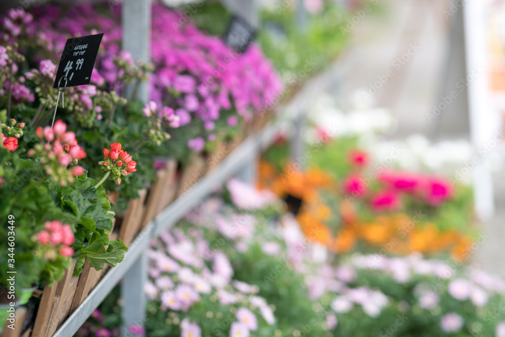 Colourful Geraniums plants in flower shop, selective focus