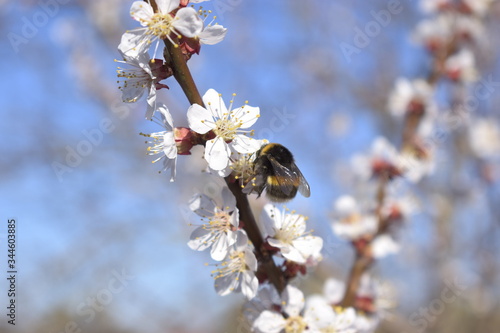 Bumblebee on flowers blossom spring scene with blurred background, shallow depth of field, selective focus. © Руслан Спашиба
