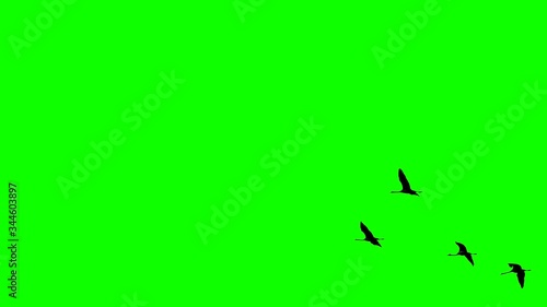 Cranes flying in super slow motion against green photo