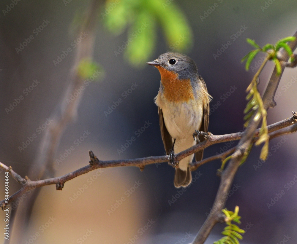 Red throat flycatcher Red throat flycatcher