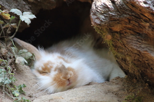 Rabbit sleeping under wood in wildpark in Bad Mergentheim in bavaria in germany. Visiting the park during holiday in summer. photo