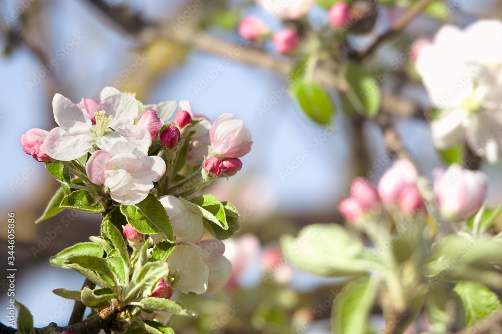 Obraz premium Beautiful closeup apple branch with buds of flowers in spring.Free space.