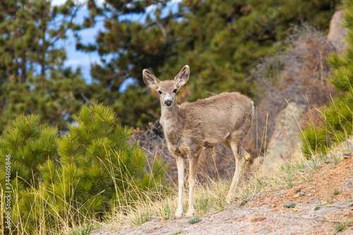 Deer on the Mountain