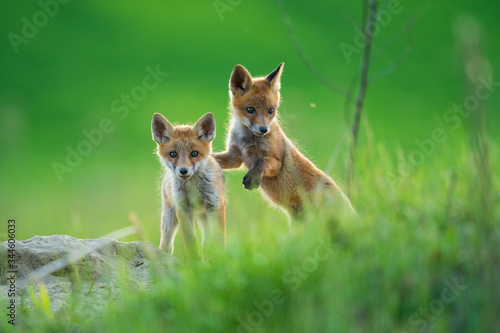 Leinwand Poster red fox cub