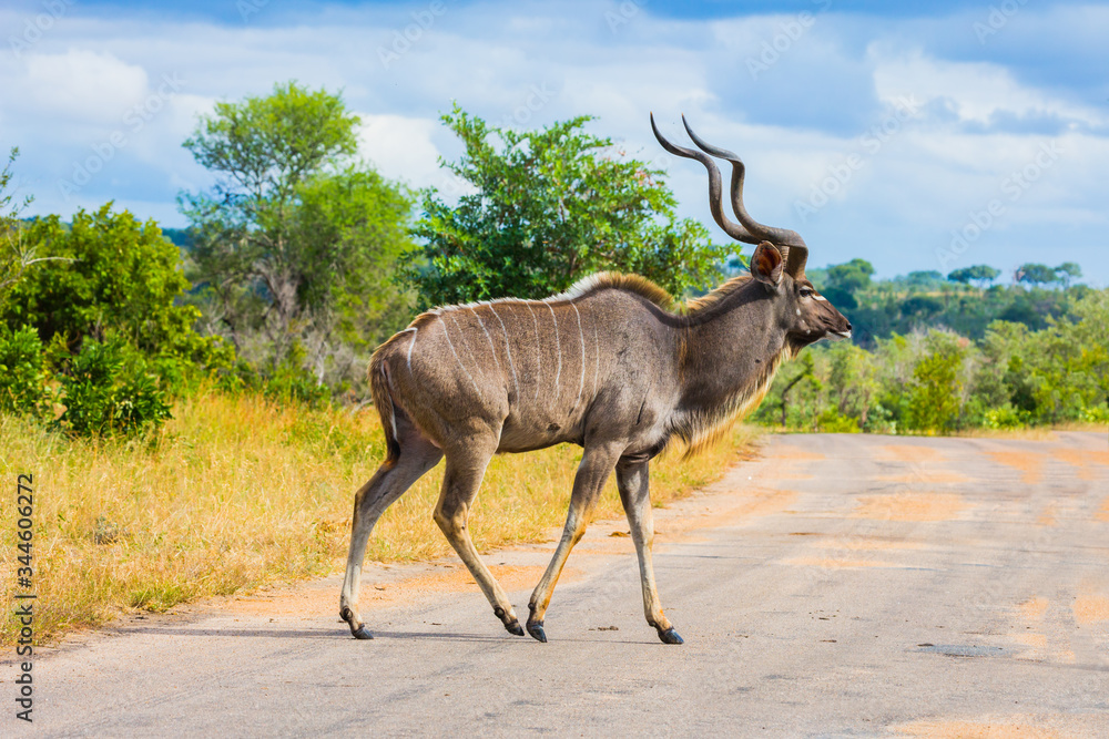 Antelope Kudu crosses a narrow road Antelope Kudu crosses a narrow road