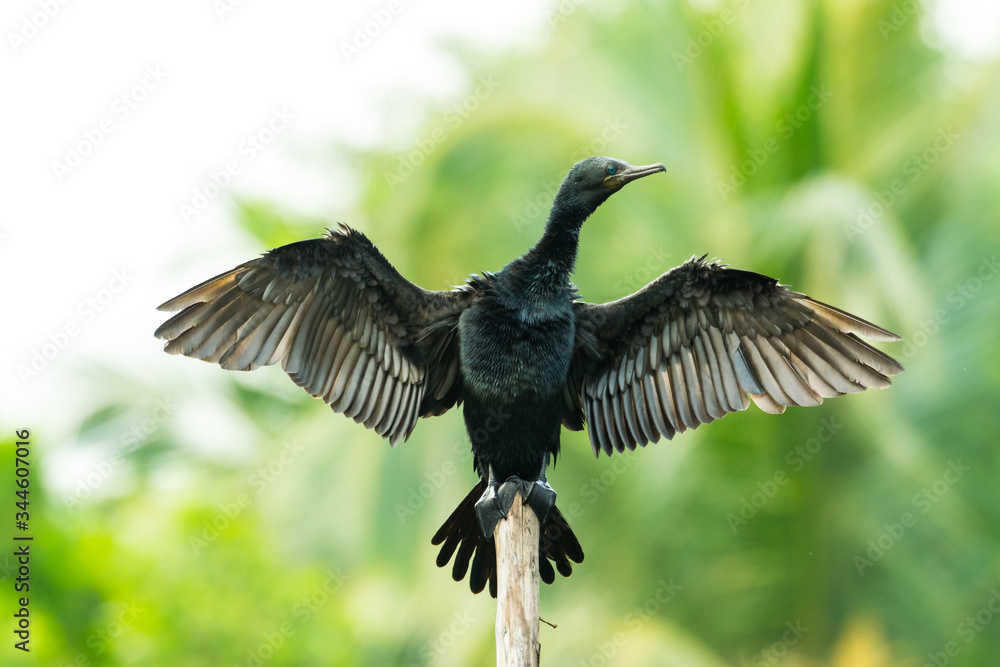 Obraz premium Cormorants 