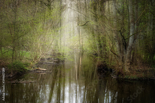 Calm creek flows through an enchanted forest with reflections in the water, copy space © Maren Winter
