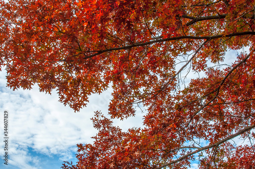 Fall Foliage in Upstate New York Saratoga Springs Battle Ground