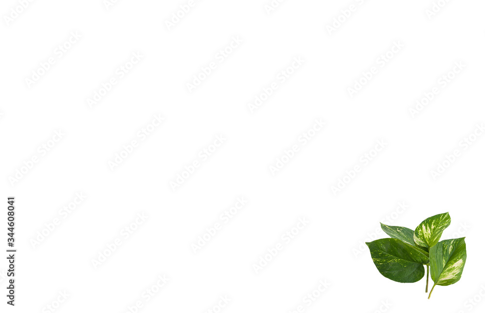 Botanical leaves white mockup copy space for text or graphics in a horizontal position. Four green leaves lower right corner for design elements for business communication, signs, posters, Botanical leaves white mockup copy space for text or graphics in a horizontal position. Four green leaves lower right corner for design elements for business communication, signs, posters,