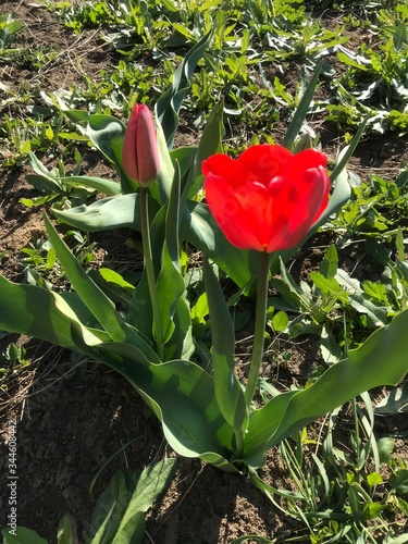red tulip in the garden
