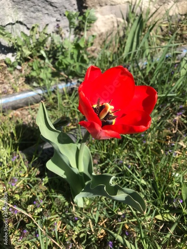 red tulip flower