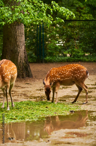 15.03.2019. Germany, Berlin. Zoologischer Garten. Adults and small deer walk through the teritorry and eat. © Vlada