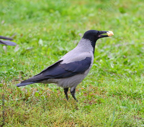 Crow with a piece of bread in its beak in the green grass