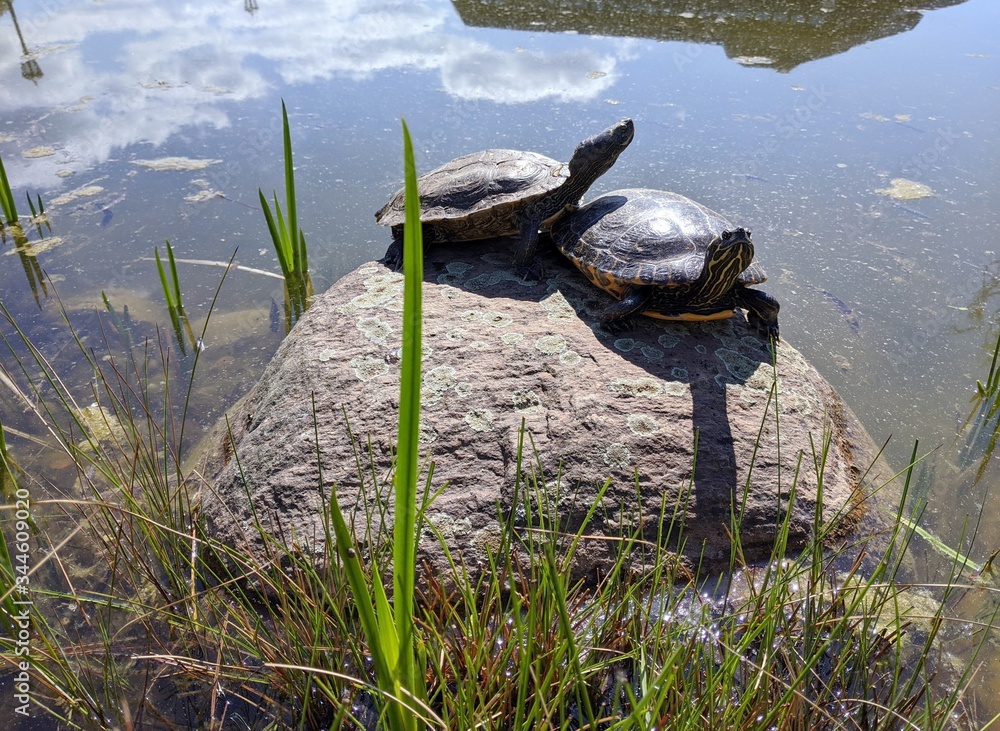 Fototapeta premium Close-up of two turtles resting on a rock (stone) in a shallow pond with grass nearby and reflection of clouds on the water