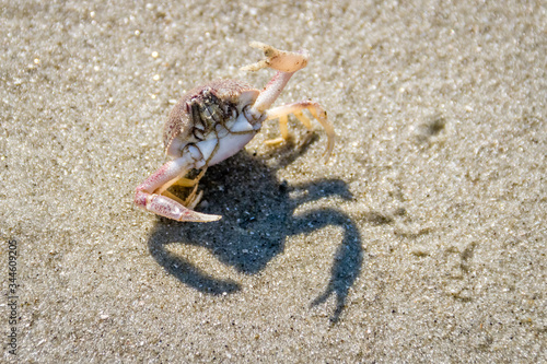 crab showing off his claw