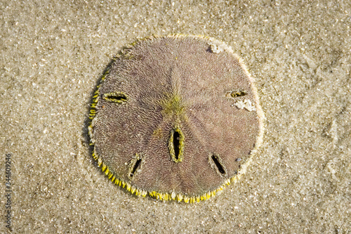 Fotografija live sand dollar on the sand