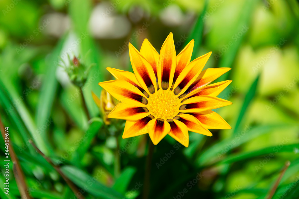 Yellow Flower and Green Plants Yellow Flower and Green Plants