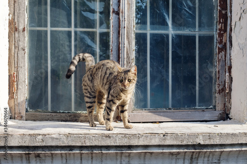 Bilde på lerret Stray cat is wandering on the window sill