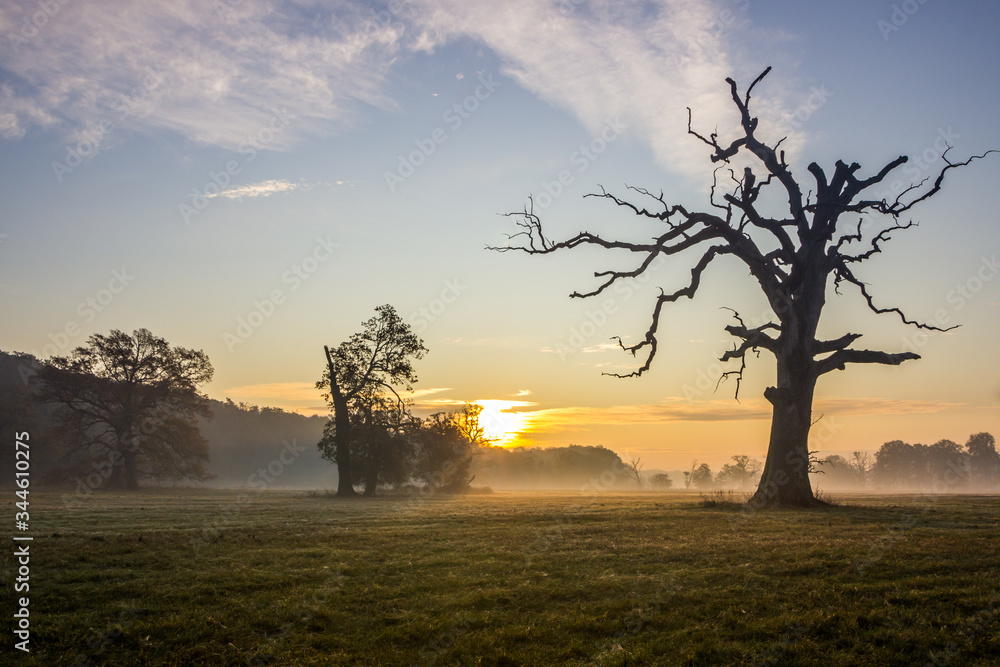 Fototapeta premium lonely oak on the field at sunset