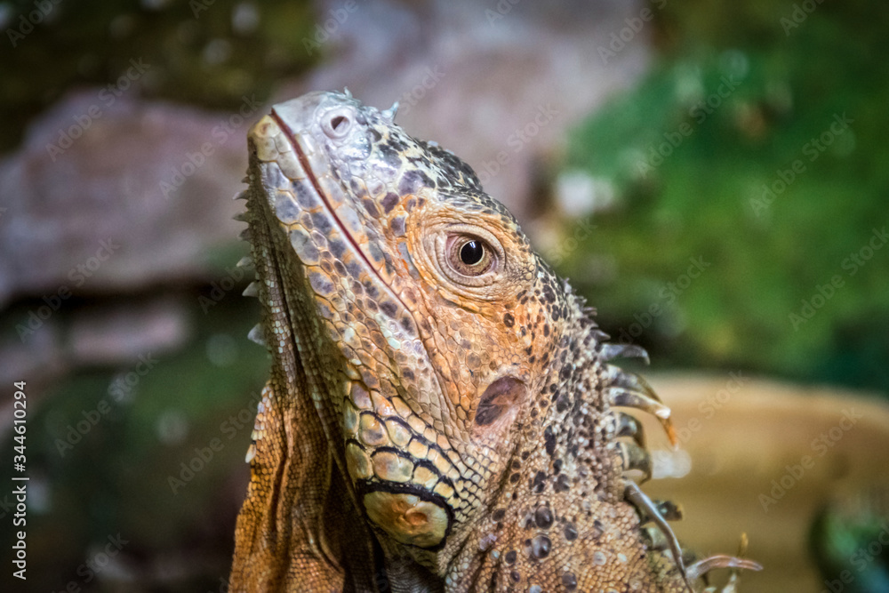 Colourful exotic iguana is posing with raised head and staring. Colourful exotic iguana is posing with raised head and staring.