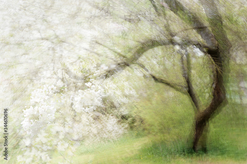 Φωτογραφία Blossoming old cherry tree, abstract multiple exposure that reminds of a paintin