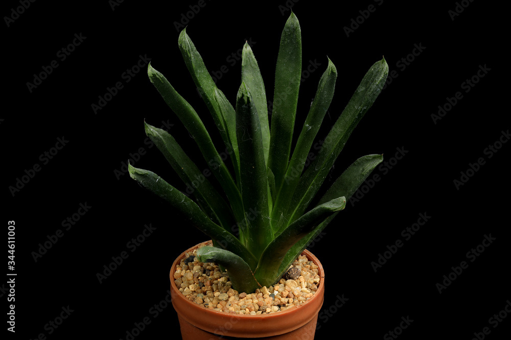 Fototapeta premium Cactus in a flowerpot on a black background