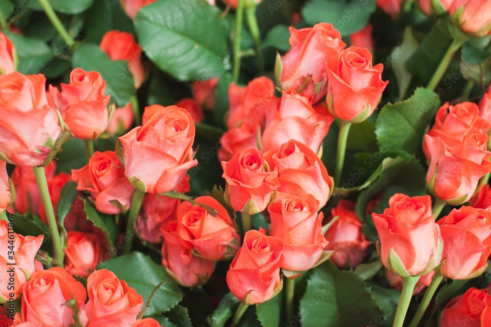 Fototapeta premium Roses Wow NT Bush Background
