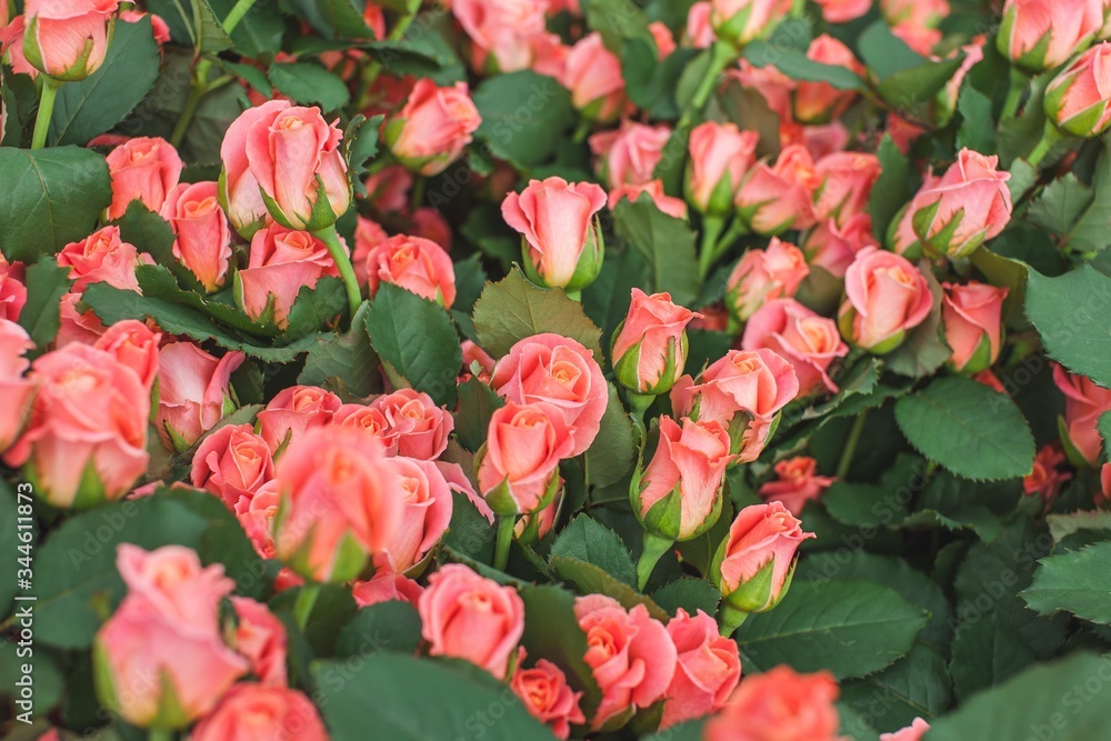 Rose Miss Piggy Bush Background Rose Miss Piggy Bush Background