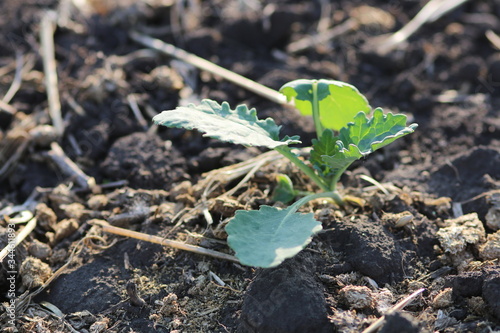 Young canola plant
