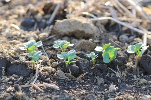 Young canola (rapeseed) plants in row